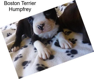 Boston Terrier Humpfrey