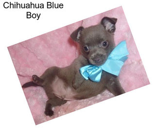 Chihuahua Blue Boy