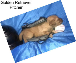 Golden Retriever Pitcher