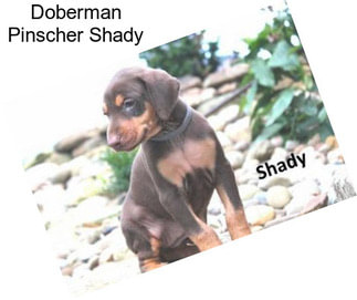 Doberman Pinscher Shady