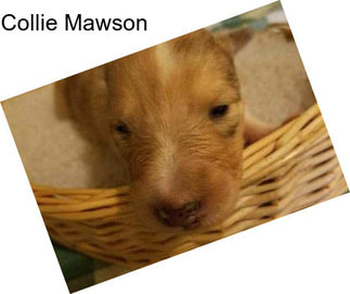 Collie Mawson