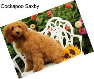 Cockapoo Saxby