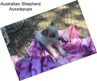 Australian Shepherd Aussiepups
