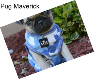 Pug Maverick