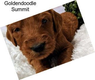 Goldendoodle Summit