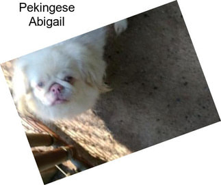 Pekingese Abigail