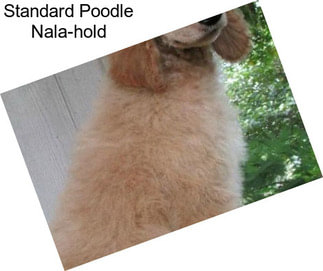 Standard Poodle Nala-hold