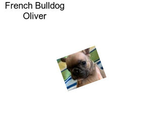 French Bulldog Oliver