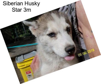 Siberian Husky Star 3m