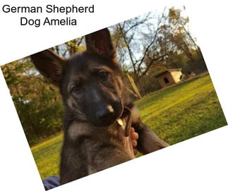 German Shepherd Dog Amelia