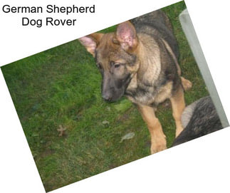 German Shepherd Dog Rover