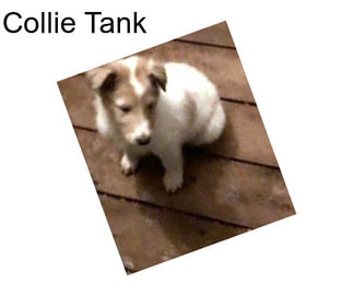 Collie Tank