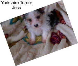 Yorkshire Terrier Jess