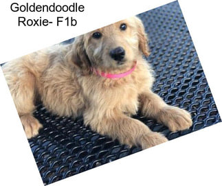 Goldendoodle Roxie- F1b