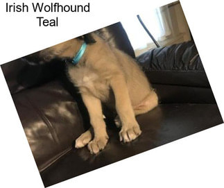 Irish Wolfhound Teal