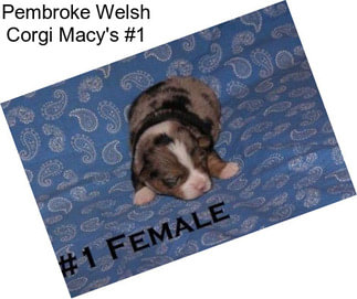 Pembroke Welsh Corgi Macy\'s #1