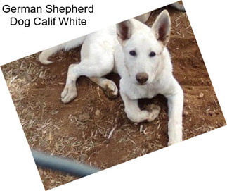 German Shepherd Dog Calif White