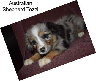 Australian Shepherd Tozzi