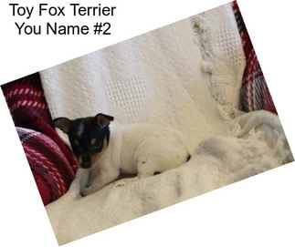 Toy Fox Terrier You Name #2