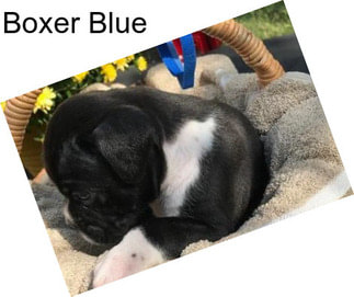 Boxer Blue