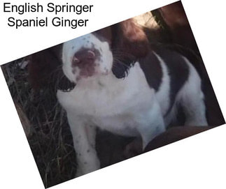 English Springer Spaniel Ginger