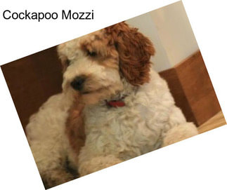 Cockapoo Mozzi