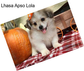 Lhasa Apso Lola