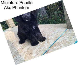 Miniature Poodle Akc Phantom