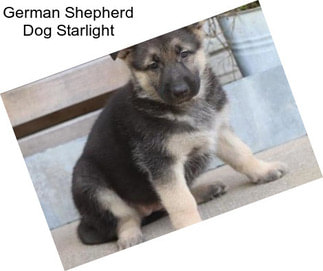 German Shepherd Dog Starlight