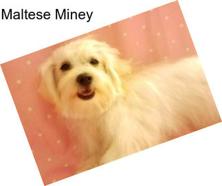 Maltese Miney