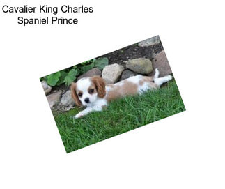 Cavalier King Charles Spaniel Prince