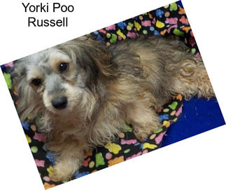 Yorki Poo Russell