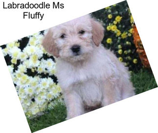Labradoodle Ms Fluffy