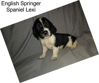 English Springer Spaniel Lexi