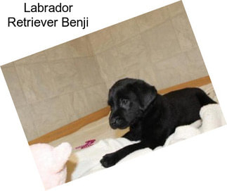 Labrador Retriever Benji