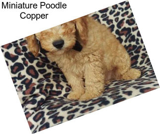 Miniature Poodle Copper