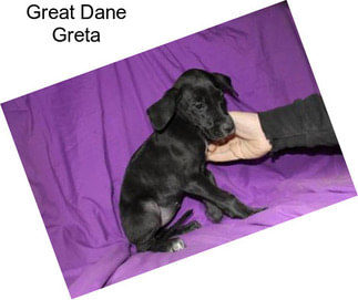 Great Dane Greta