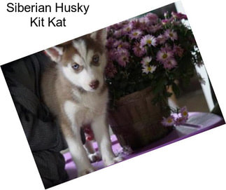 Siberian Husky Kit Kat