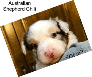 Australian Shepherd Chili