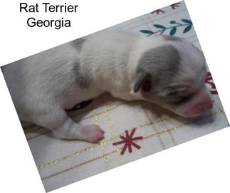 Rat Terrier Georgia