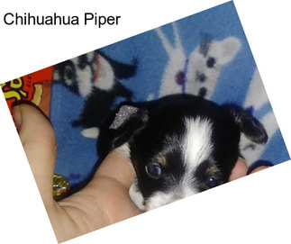 Chihuahua Piper