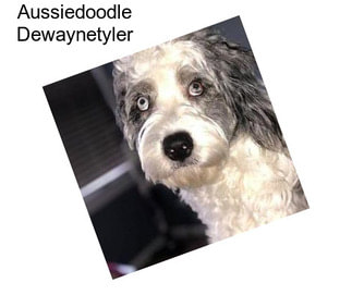 Aussiedoodle Dewaynetyler