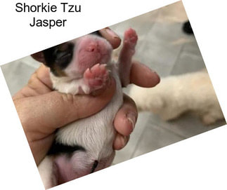 Shorkie Tzu Jasper