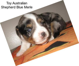 Toy Australian Shepherd Blue Merle