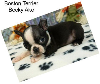 Boston Terrier Becky Akc