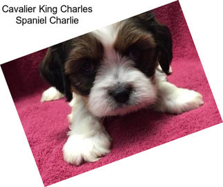 Cavalier King Charles Spaniel Charlie