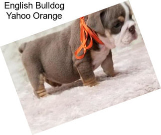 English Bulldog Yahoo Orange