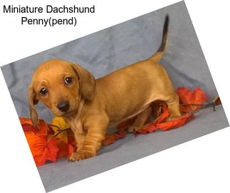 Miniature Dachshund Penny(pend)