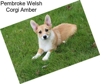 Pembroke Welsh Corgi Amber