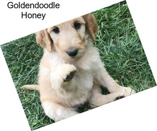 Goldendoodle Honey